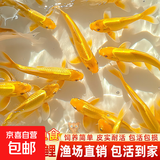 黄金锦鲤活鱼招财鱼金鱼活鱼好养耐活冷水鱼鱼苗活体小金鱼观赏鱼 黄金锦鲤7-9厘米 【共6条】