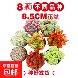 多肉植物办公室内阳台肉肉桌面亲子园艺微景观好养绿植盆栽DIY 8颗大盆组合（9cm盆种好发货）