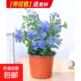 蓝雪花大花苗爬藤植物阳台庭院四季开花盆栽室内外鲜花卉盆景植物 【超值9.8】2盆蓝雪花120（原盆）