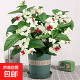 龙吐珠盆栽带花室内桌面好养花卉阳台庭院爬藤植物藤本四季开花苗 3年苗龙吐珠带花（加仑盆）30厘米 含盆