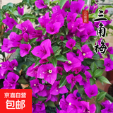 重瓣三角梅苗盆栽地栽花卉老桩室内阳台庭院爬藤植物四季开花 云南紫色【花期带花原盆原土发货】