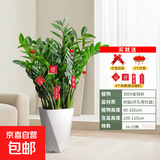 【金钱树】盆栽客厅室内植物钱串子大型发财绿植乔迁开业送盆花卉 20-25株 0.9-1.1米菱形树脂盆 送肥料