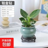铂金钻水培绿植室内客厅植物除甲醛水养吸甲醛净化空气懒人盆栽 铂金钻+翠冰裂陶瓷盆+树脂托盘