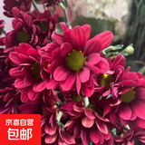 【七彩小雏菊】鲜切花混搭混色多头鲜花插瓶水养花期长七夕礼物 红色小雏菊50CM5枝