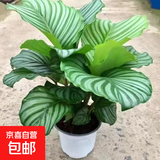 青苹果竹芋盆栽室内吸甲醛净化空气办公桌面观叶植物四季常青好养 苹果竹芋25-30厘米【原土】