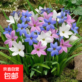 风雨兰种球四季开花重瓣风雨兰葱兰韭兰耐热耐寒庭院阳台盆栽花卉 18号多色混装 20个球