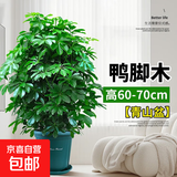 鸭脚木盆栽七叶莲八方来财室内客厅吸甲醛净化空气大型绿植招财树 60-70厘米【青山盆】