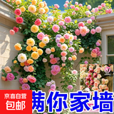 【爬墙高手】四季播蔷薇花种子爬藤月季玫瑰开花不断爬墙庭院花卉 5包约5000粒（送1袋肥料）