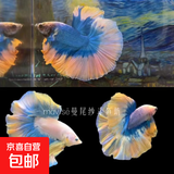 【泰国进口精品斗鱼】观赏鱼苗金鱼热带好养耐活体淡水半月婚纱鱼 S级*梵高公下单送鱼食