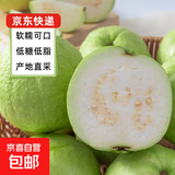 京喜加【送酸梅粉】福建白心芭乐 番石榴 可做拌水果 京东快递 2颗大果 带箱