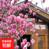 玉兰花树苗带花苞盆栽适合家门口种的大树庭院耐寒紫白广玉兰花卉 【紫玉兰】2cm粗，高度1.2米左右