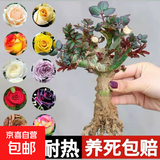 玫瑰老桩花苗室内外盆栽地栽阳台四季开花好养易活花卉月季苗秧 混色系【3颗装】+肥料