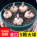 百合花种球香水百合四季开花好养活花卉植物室内外花苗盆栽花种子 混搭自选5个球包活