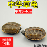 外塘中华草龟活体小乌龟宠物情侣金线苗活物草龟黑腹墨龟好养耐活 2-4厘米 1只单身草龟