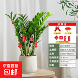 【金钱树】盆栽客厅室内植物钱串子大型发财绿植乔迁开业送盆花卉 10-15】   70-80cm聚宝盆 送肥料