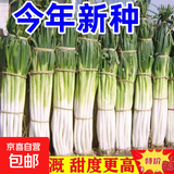 正宗山东大葱铁杆长葱好吃新鲜脆甜香章丘大葱葱头当季蔬菜可生吃 2斤【源头直采包邮】