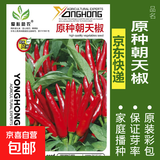 蔬菜种子四季播盆栽阳台庭院香菜生菜菠菜萝卜葱简单易种籽孑大全 原种朝天椒约200粒