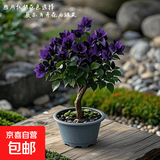 云南深紫色棒棒糖三角梅花盆栽三角梅紫色球形开花阳台品种庭院 紫微星【2年苗当年开花适合盆栽】