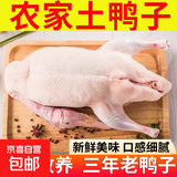 【大厂货源】湖泊放养水鸭现杀老鸭子黄鸭土鸭散养农家老鸭子肉 5-6斤/只 老鸭子（无内脏）