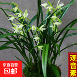 兰花苗盆栽墨兰建兰惠兰四季开花好养浓香型客厅室内观赏花卉绿植 11【观音素】 3苗连体【送肥】明年开花