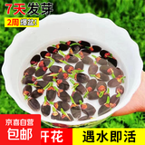 水培荷花莲子碗养花卉室内好养四季开花种子籽水养盆栽客厅睡莲 混色莲子22粒【已开口】成活率高
