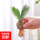 春羽盆栽植物水培如意皇后观叶绿植鸭脚木金钻盆栽竹柏小红掌 小铁树1株