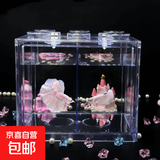 【泰国进口精品斗鱼】观赏鱼苗金鱼热带好养耐活体淡水半月婚纱鱼 红色公+黄色公种鱼繁殖组