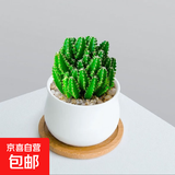 多肉植物组合小盆栽办公室桌面仙人掌仙人球水培绿植花卉 万重山+小米陶瓷+土+铺面石+竹托