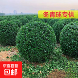 冬青树苗法国直立绿篱笆庭院围墙植物四季常青耐寒丛生北海道黄杨 冬青球80cm左右精品球 送修剪刀