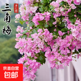 重瓣三角梅苗盆栽地栽花卉老桩室内阳台庭院爬藤植物四季开花 漳红樱【花期带花原盆原土发货】
