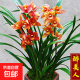兰花苗盆栽墨兰建兰惠兰四季开花好养浓香型客厅室内观赏花卉绿植 3【醉美人】 3苗连体【送肥】明年开花