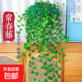 常春藤盆栽室内垂吊植物好养水培绿植净化空气除甲醛四季常青长青 1盆青叶常春藤(长 50 厘米左右)简易盆配吊钩