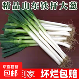 正宗山东大葱铁杆长葱好吃新鲜脆甜香章丘大葱葱头当季蔬菜可生吃 5斤【源头直采包邮】