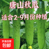 水果黄瓜种子高产压趴架四季盆栽春秋黄瓜种旱籽大棚阳台蔬菜种子 原装正品唐山秋瓜种子约50粒 1包