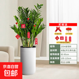 【金钱树】盆栽客厅室内植物钱串子大型发财绿植乔迁开业送盆花卉 12-18株  0.8-1米罗马柱盆 送肥料