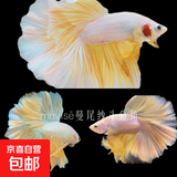 【泰国进口精品斗鱼】观赏鱼苗金鱼热带好养耐活体淡水半月婚纱鱼 S级*黄色公下单送鱼食