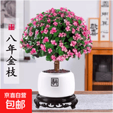 盆栽水培多肉植物室内花卉办公老桩绿植净化好养肉肉盆景1 老桩金枝玉叶(独杆棒棒糖形)+白福盆+圆底座 含盆