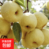 正宗砀山酥梨酥脆一号水果新鲜多汁清甜口感细腻 砀山黄梨带箱5.2斤净重4.7斤单果210g+