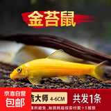 金苔鼠观赏鱼清道夫小型热带斑马鱼除藻工具淡水清洁粪便孔雀鱼 【清洁神器】4-6cm 金苔鼠1条