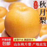 山东丰水梨子新鲜水果黄皮花脆甜酥翠冠酥雪梨当季采摘源头直发 【4.5斤】山东秋月梨