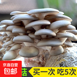 蘑菇种植包菌包家庭种黑平菇香菇金针菇菌包可食用菌新鲜蘑菇菌棒袋装 平菇包标准款 4袋装