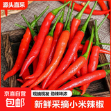 新鲜小米辣河南小米椒蔬菜辣椒酱辣鲜椒新鲜辣椒特辣巨辣红辣椒 新鲜现摘精选净重2斤装