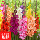 剑兰唐菖蒲种球盆栽可切花苗十三太保四季易活耐寒多年生花卉球根 剑兰【混色10个球】+肥料