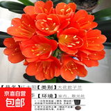 好养君子兰盆栽带花苞四季蝴蝶兰花卉盆景室内圆头和尚绿植物客厅 红太阳（优质品种） 精品10-12片君子兰+送育苗袋+土+肥