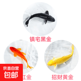 中国红冷水淡水观赏鱼锦鲤鱼活鱼金鱼小型好养红鲤鱼纯种小锦鲤 6-8CM黑黄红各一条