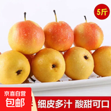 鞍山南果梨5斤南国梨新鲜东北特产香水梨酒香水果软糯整箱3斤包邮 重量【只发中大果】 3斤