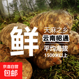 云南新鲜天麻 昭通小草坝现挖鲜天麻 非野生特级药材天麻新鲜礼盒 1斤净果【新鲜天麻】 大果【每斤4-5个】