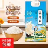 当季产地正宗优质猫牙米煲仔饭炒饭专用米新籼米长粒香软大米 猫牙米5KG