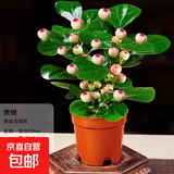 菩提树盆栽小盼菩提盆景带果中式禅意桌面摆件室内创意好养绿植物 原盆菩提（带果发货）