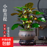 菩提树盆栽小盼菩提盆景带果中式禅意桌面摆件室内创意好养绿植物 小盼菩提+海纳百川盆+苔藓+底座